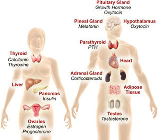 5 types of steroid hormones