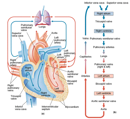 Blood & Circulation - Anatomy & Physiology II